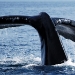 humpback-whales-011 humpback-whales-011