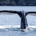 humpback-whales-015 humpback-whales-015