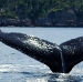 humpback-whales-016 humpback-whales-016