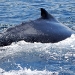 humpback-whales-021 humpback-whales-021