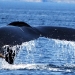 humpback-whales-028 humpback-whales-028