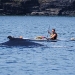 humpback-whales-033 humpback-whales-033