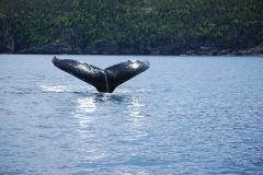 Humpback whales 016